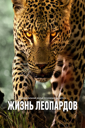 Жизнь леопардов